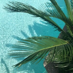 Idyllic view of palm leaves casting shadows on a turquoise pool, capturing a tropical vibe.